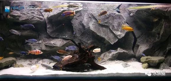 水草鱼缸造景教程视频_鱼缸造景超长视频_孔雀鱼鱼缸造景视频