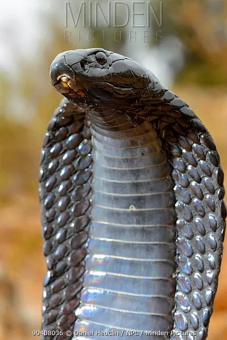 世界十大最帅的蛇图片
