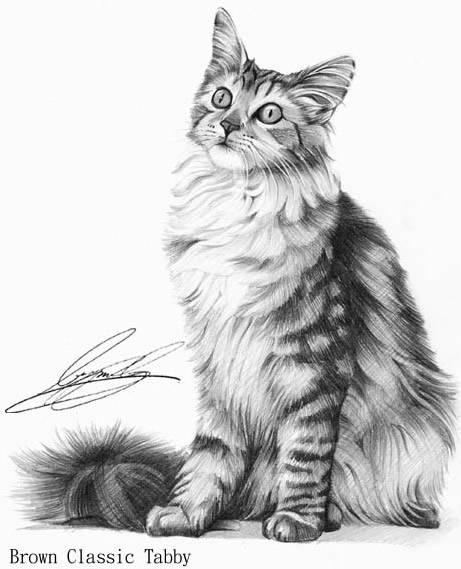 精致的铅笔画艺术欣赏