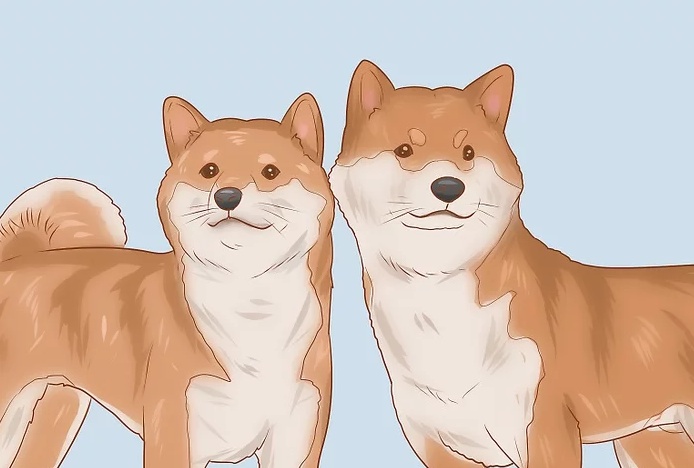 原创如何挑选柴犬幼崽