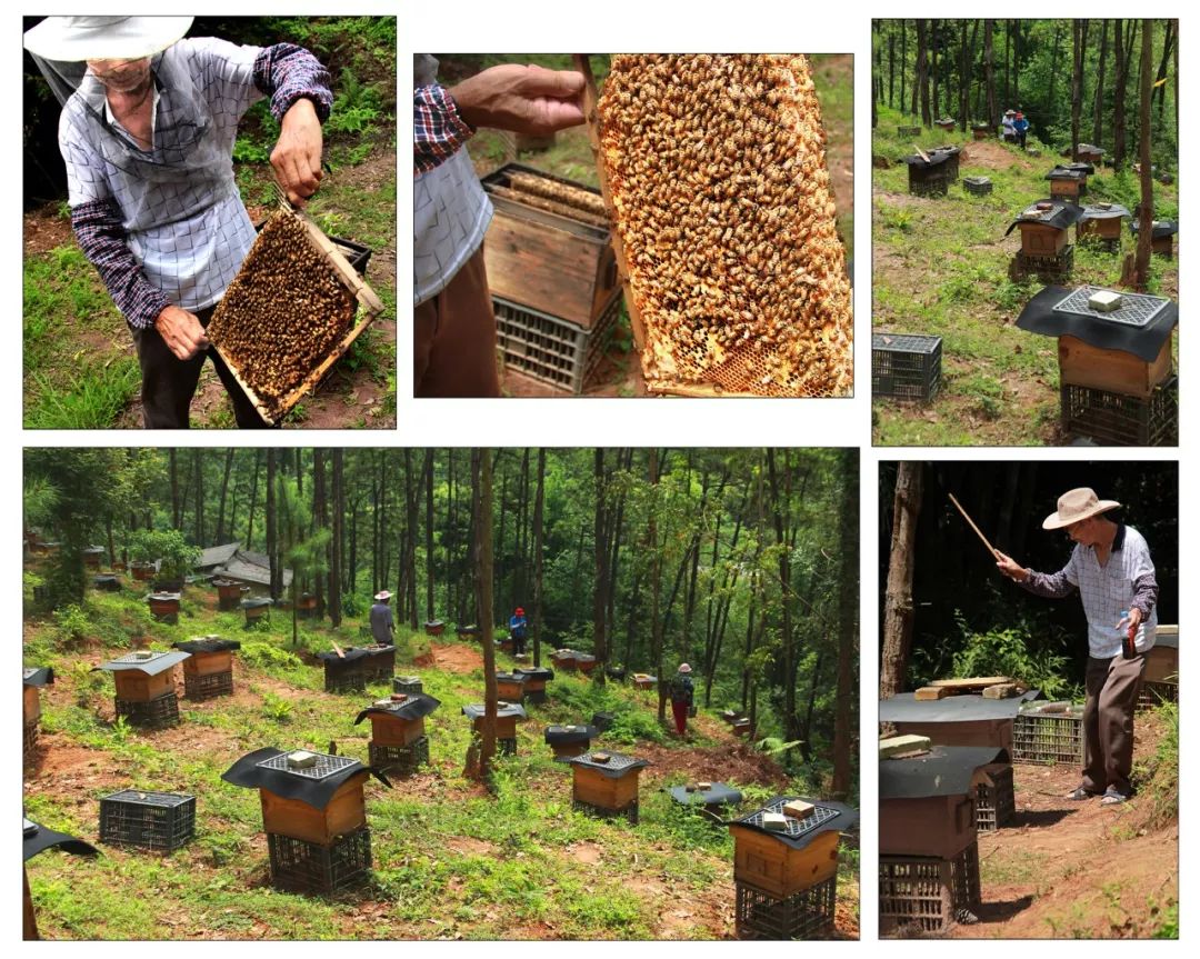 禤平胜《发掘山区优势养蜂致富陈叔》