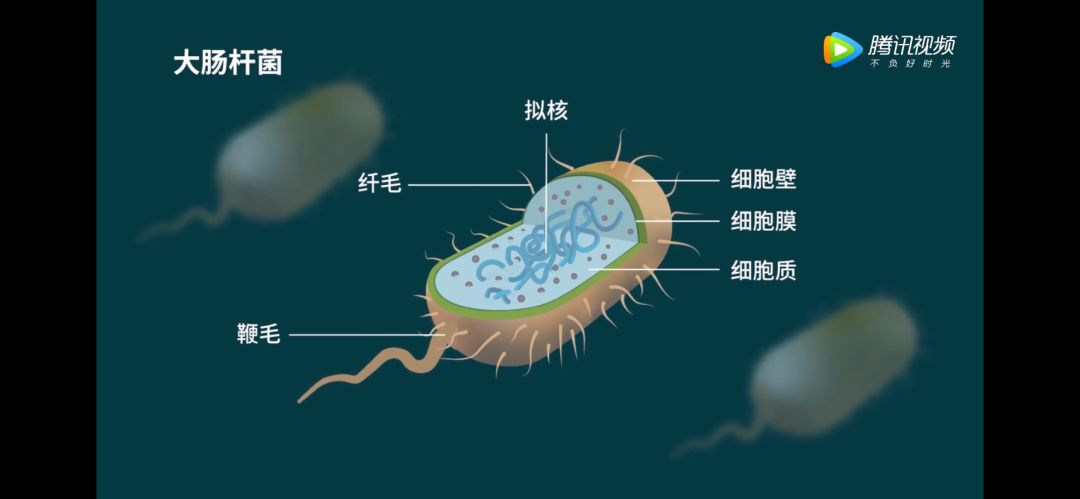 生物大师高中原核细胞和真核细胞赤潮和水华修正版