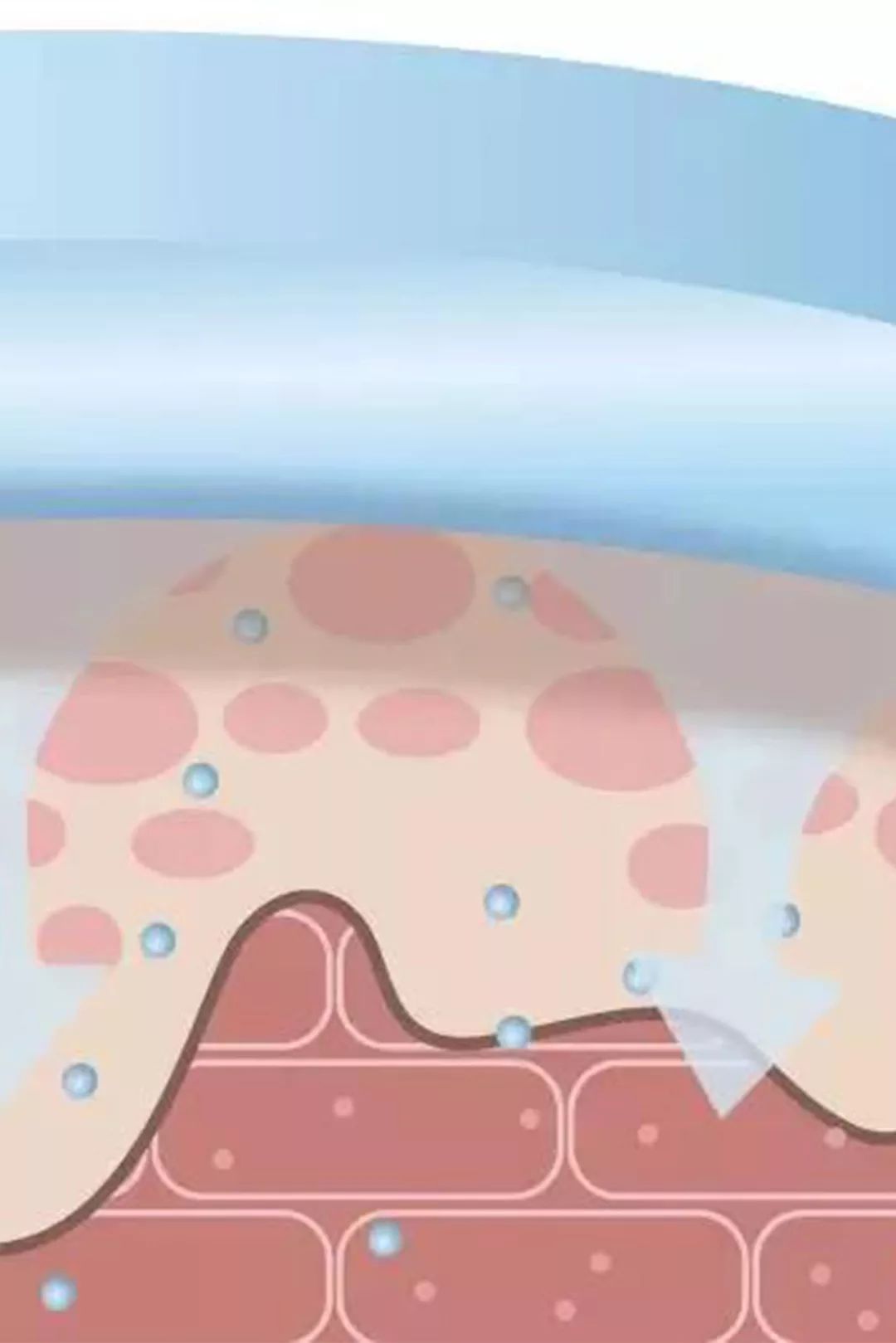 将玻尿酸成分快速渗透肌底,给肌肤底层结构灌满水分,调衡水油,层层