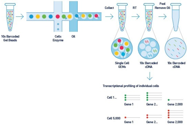 10xgenomics单细胞转录组测序了解一下