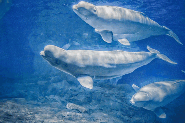 海洋世界是多么的令人神往啊徜徉在这蓝色的世界里看鱼儿无忧无虑畅游