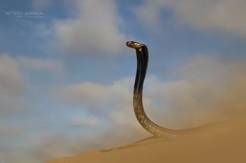 主要分布于北非及中东地带,活动于撒哈拉沙漠及叙利亚沙漠附近,以及