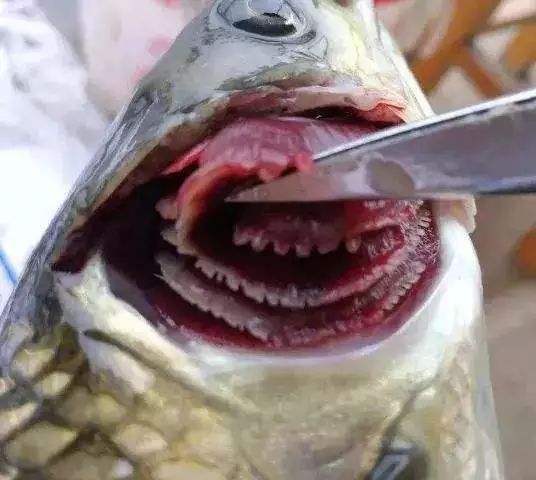 鱼烂鳃最常见的5种原因你知道几种