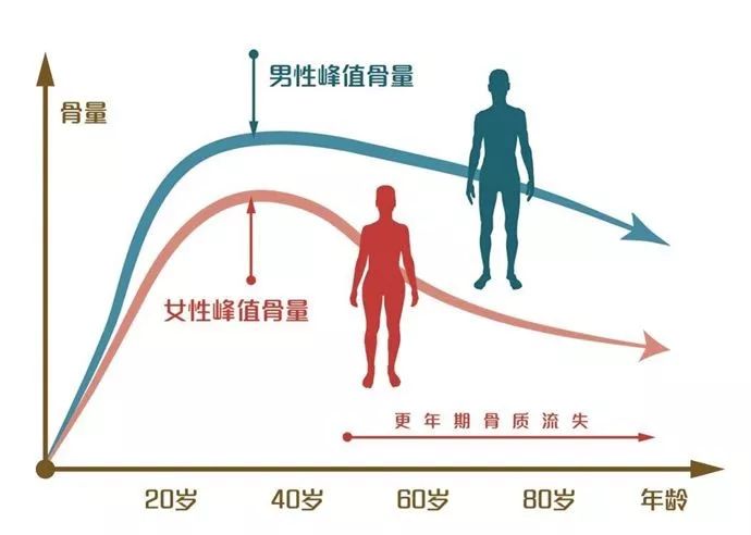 我国骨质疏松症 及低骨量人群庞大