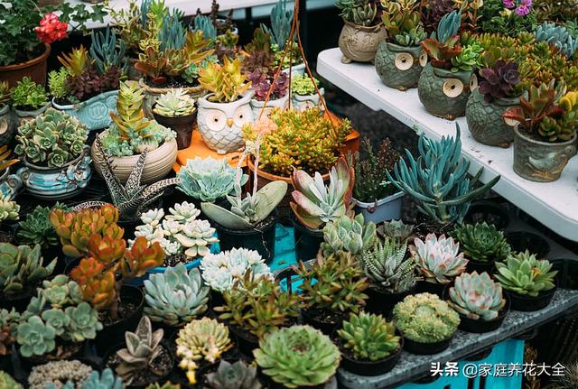 多肉要过冬 用土有讲究 这3点可得注意了 温度
