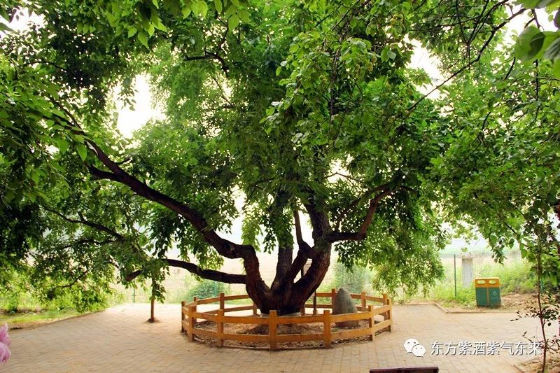 桑为东方神树,禀东方生生之气."隰桑有阿,其叶有沃".