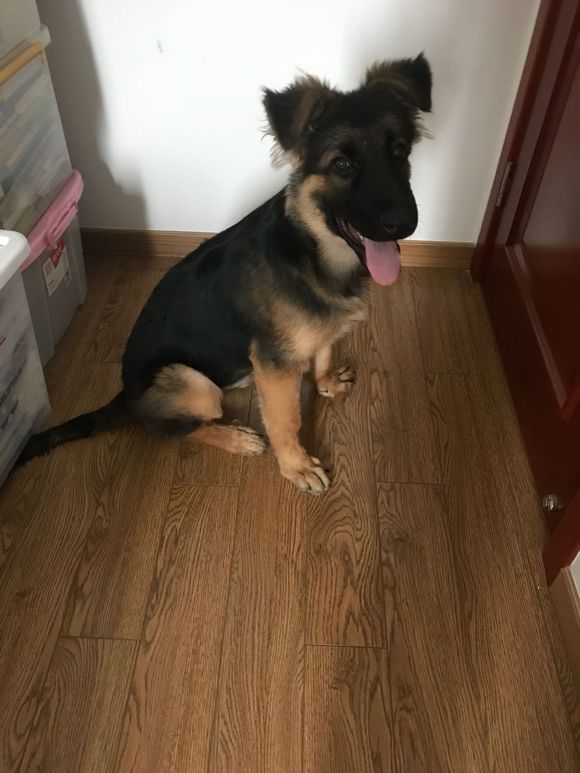 网友过生日,德牧跟着沾光,它有大骨头可以啃:比狗粮好吃_主人