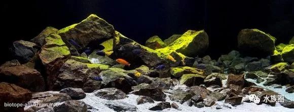 水草鱼缸造景教程视频_孔雀鱼鱼缸造景视频_鱼缸造景超长视频