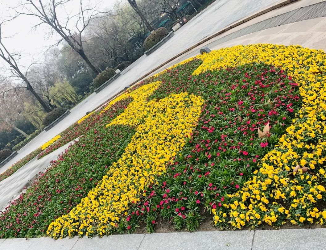 花坛花镜焕然一新西湖景区为您扮靓杭州城市客厅