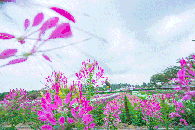 639_426gif 动态图 动图