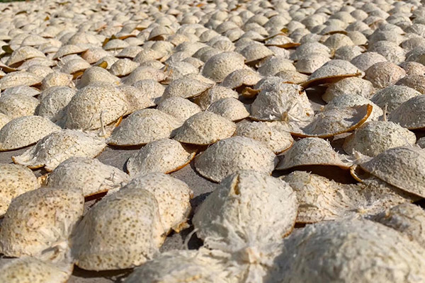 晒陈皮以上就是关于新会陈皮如何翻晒的一些知识,觉得有用的话赶紧