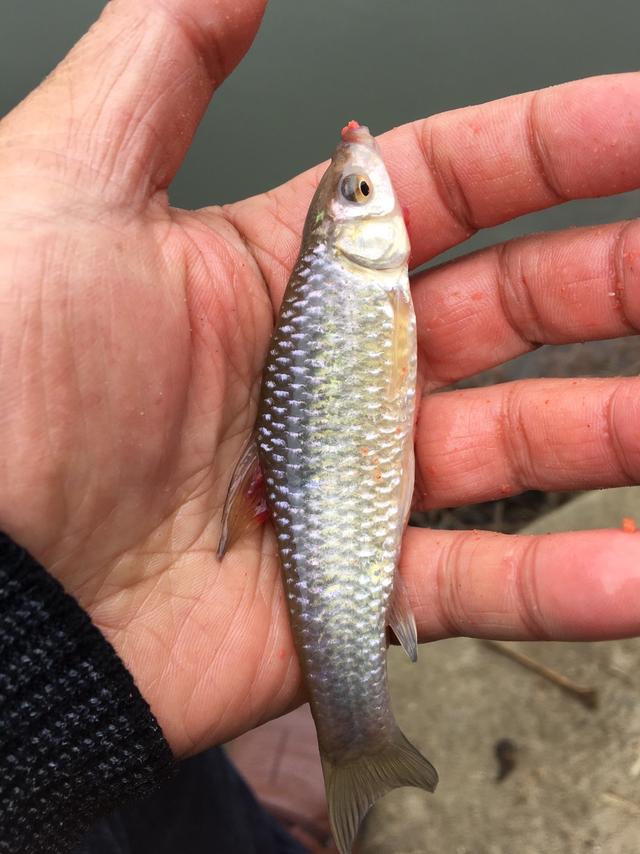 寒冬作钓想上鱼,只有小钩细线是王道