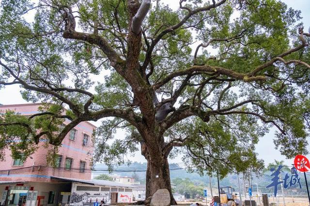 在距离叶挺故居几百米处,有一处名为"古树公园"的地方,里边种有好几棵