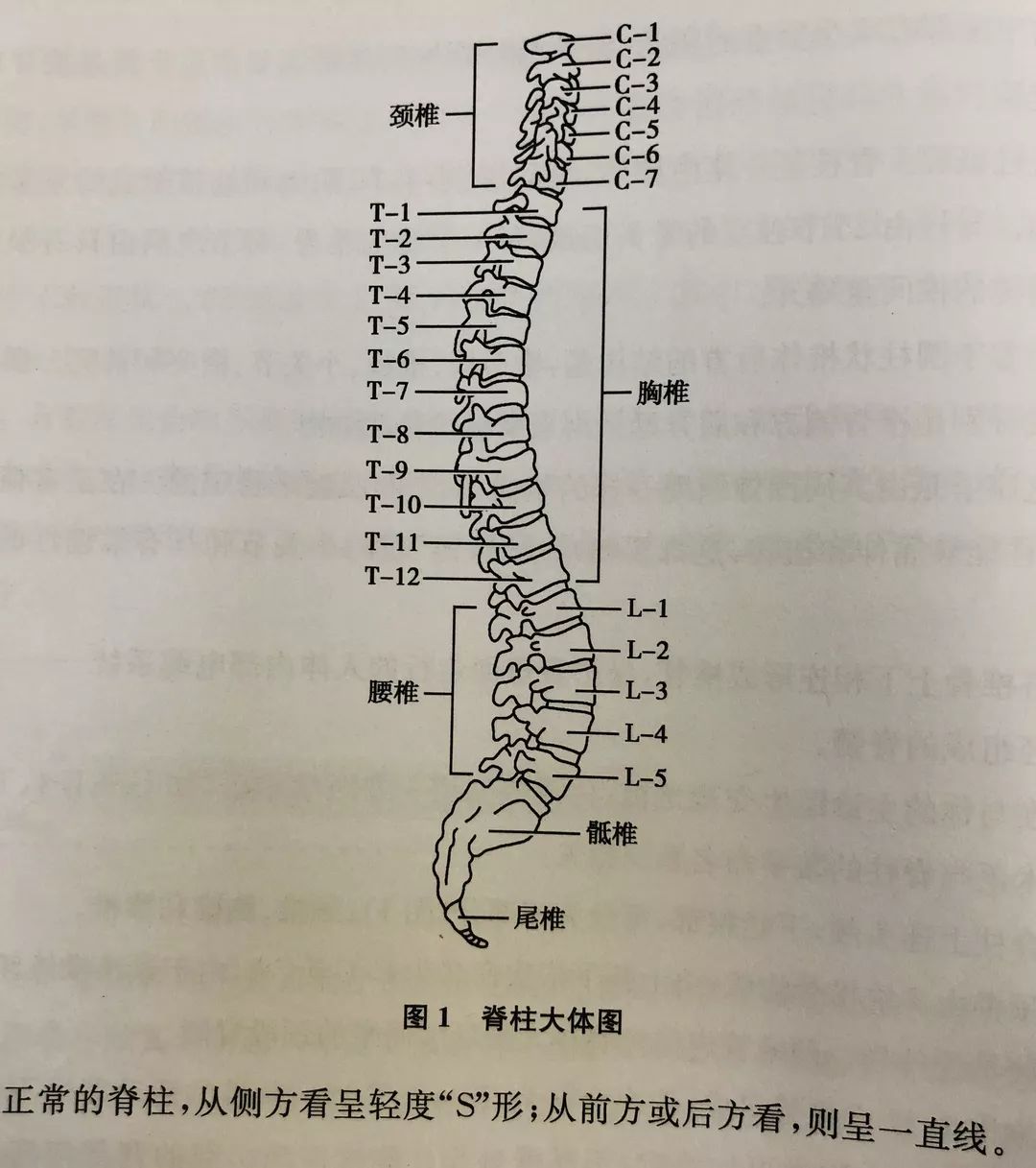 脊椎第7节示意图图片