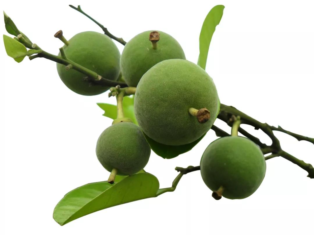 93岁中华行走药典金老说化州橘红