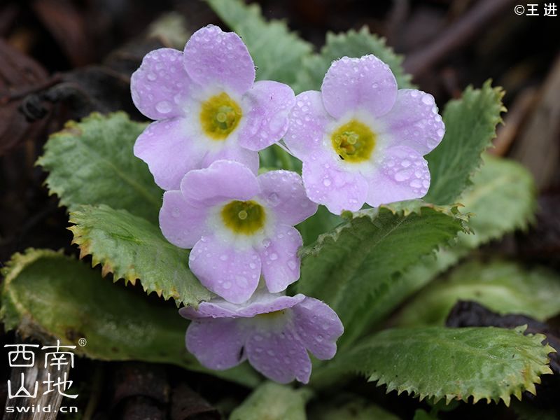 宝兴掌叶报春 primula heucherifolia宝兴树蛙是中国特有物种,图中