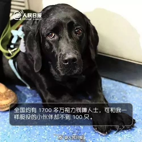 導盲犬坐地鐵被騷擾，這個舉動引來全網熱議... 寵物 第21張