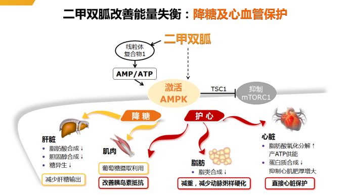 2020ada新指南重磅发布二甲双胍一线治疗地位不容撼动