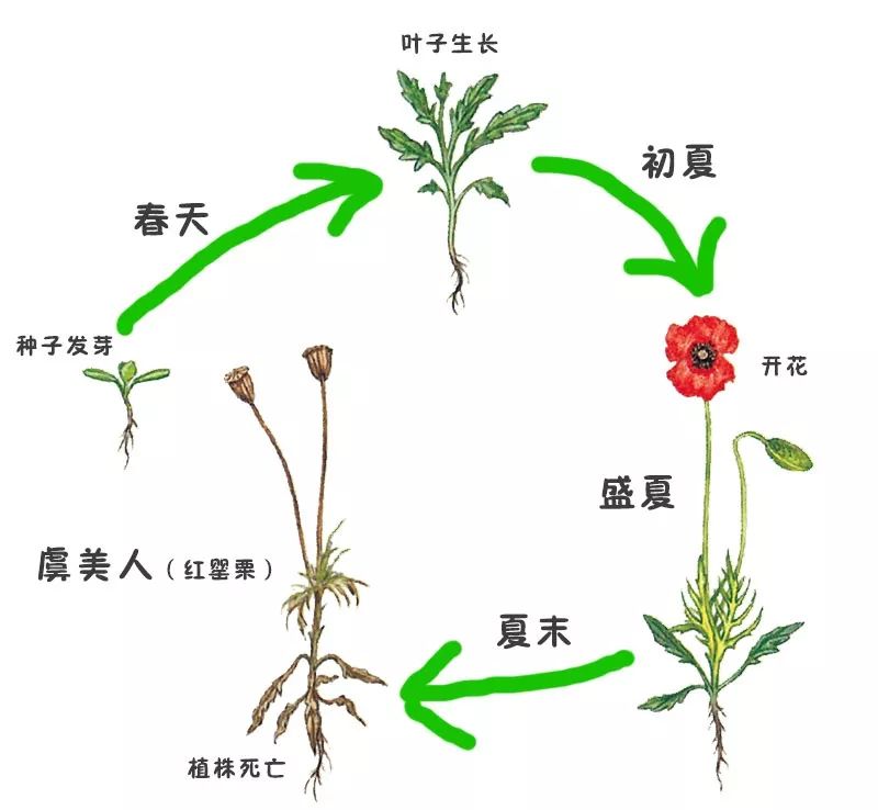 多样的植物 一年生和二年生植物 种子