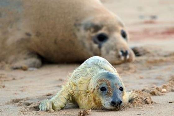 大批量的海豹死躺在海滩上,这让人们心里发慌之后却高兴了!