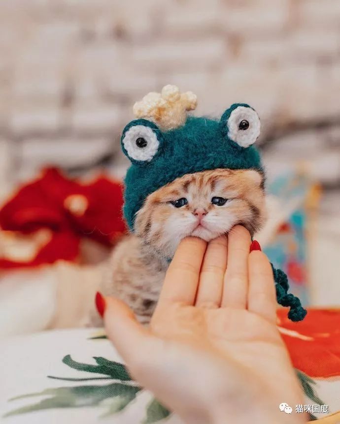 小猫咪一脸不开心,也不知道在烦恼什么