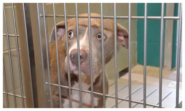 狗狗习得性无助:不听话主人就狂揍,打到它老实就好