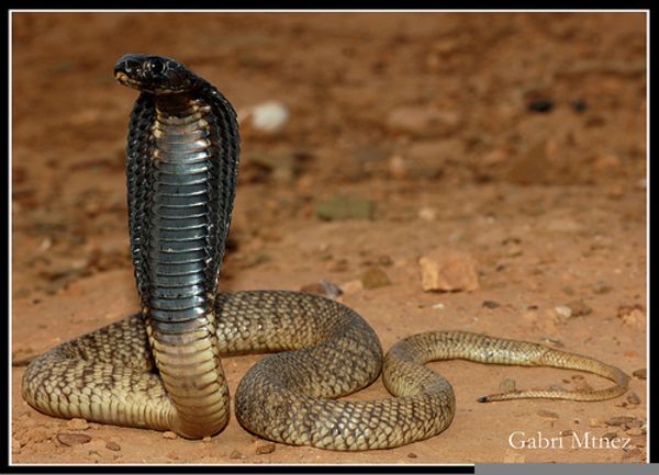 纳米布沙漠眼镜蛇图片