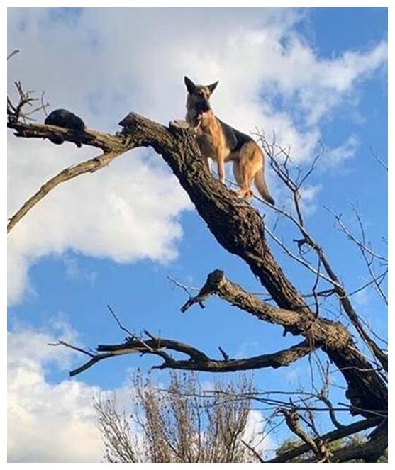狗狗也会上树?牧羊犬追猫竟爬上树顶下不下来,无奈求助消防员