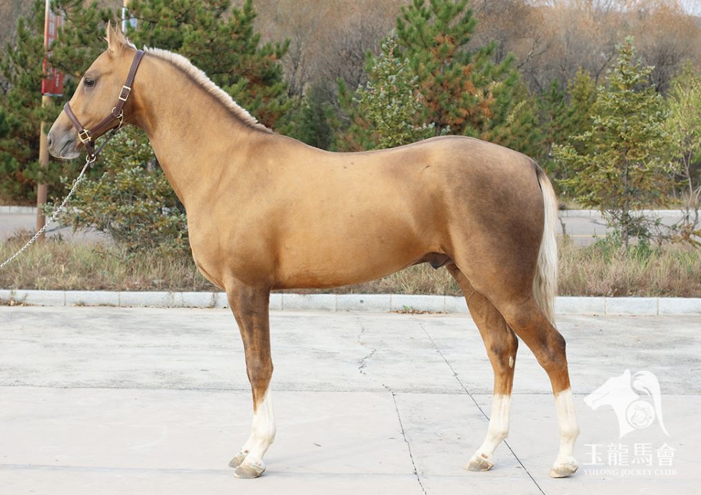 年终好马优享季,第九期"玉龙"马匹网络拍卖会火热来袭