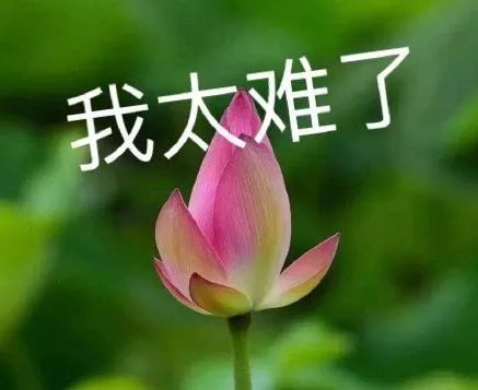 六级翻译 荷花梅花牡丹花 逼疯网友 该换个方式记单词了 词汇