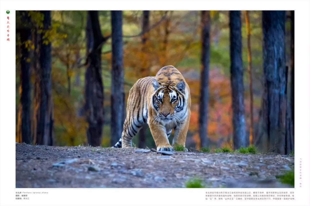 國家公園,自然保護區,野生動物標本企業,中外著名攝影師及志願者等