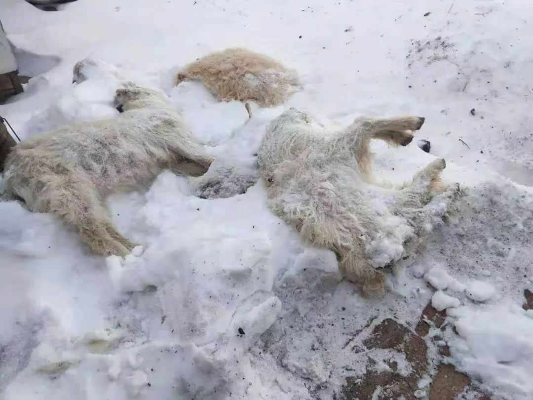 内蒙古又遇雪灾:受灾牲畜99.1万头只,直接经济损失4036万元!_饲草