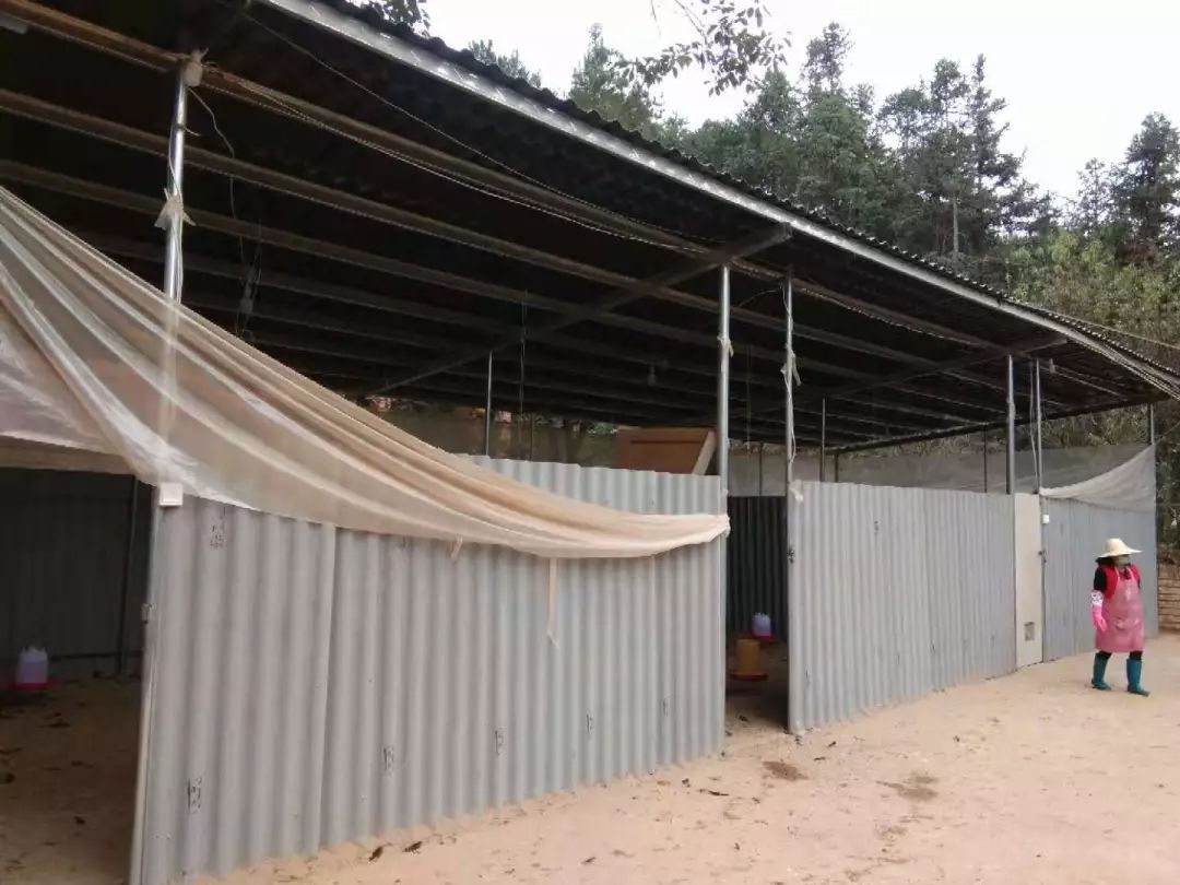 临时搭建铁棚照拆不误武平多部门开展联合整治