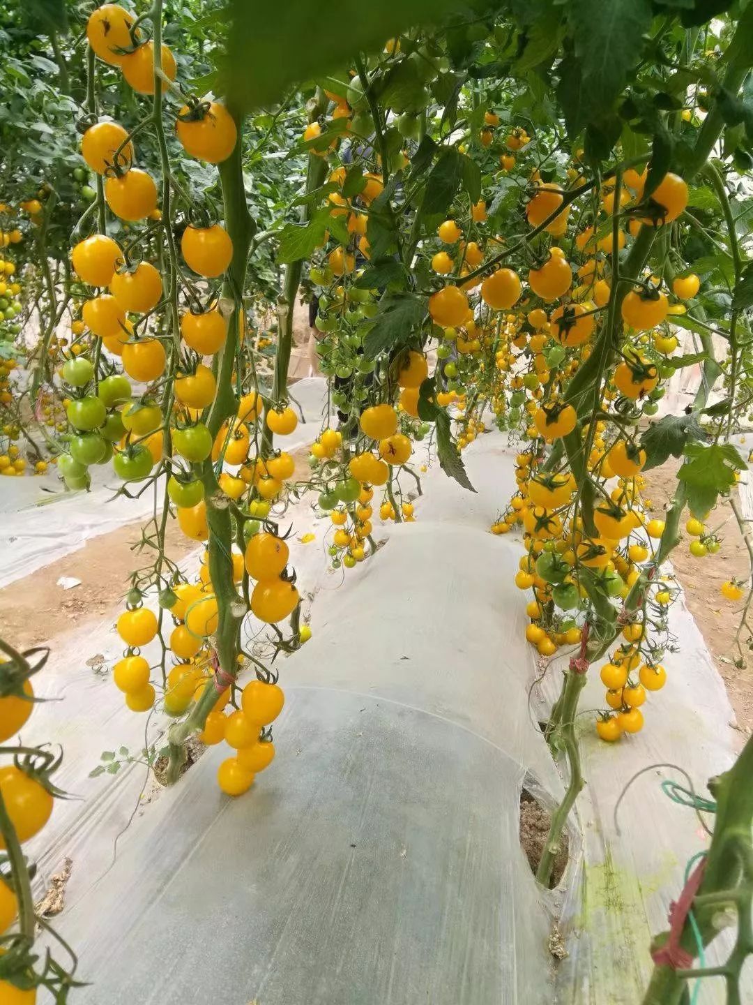 快来采摘吧红色圣女果和黄色圣女果园里有长相好看,口味独特它的大名