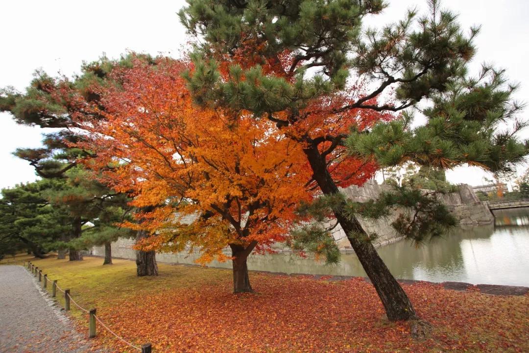 日本红叶印象原生小叶鸡爪槭庭院寺庙应用