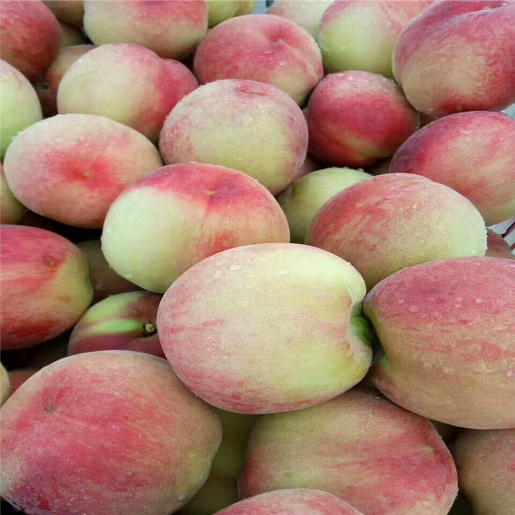 嫁接桃树苗种植及修剪注意事项