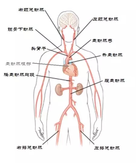 主动脉由近及远可以分为主动脉根部,升主动脉,主动脉弓和降主动脉.