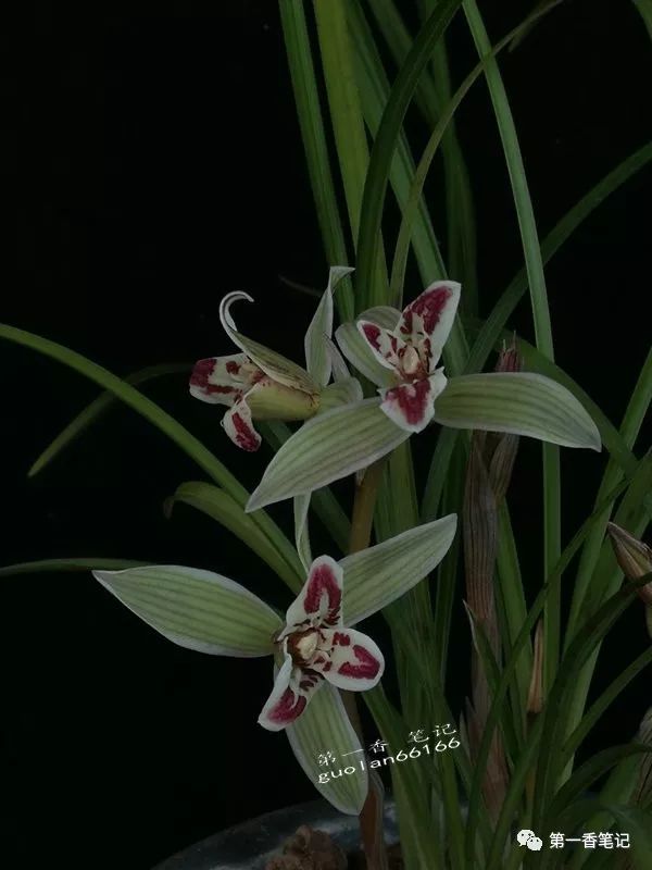 花开欣赏0286莲瓣兰满江红很美