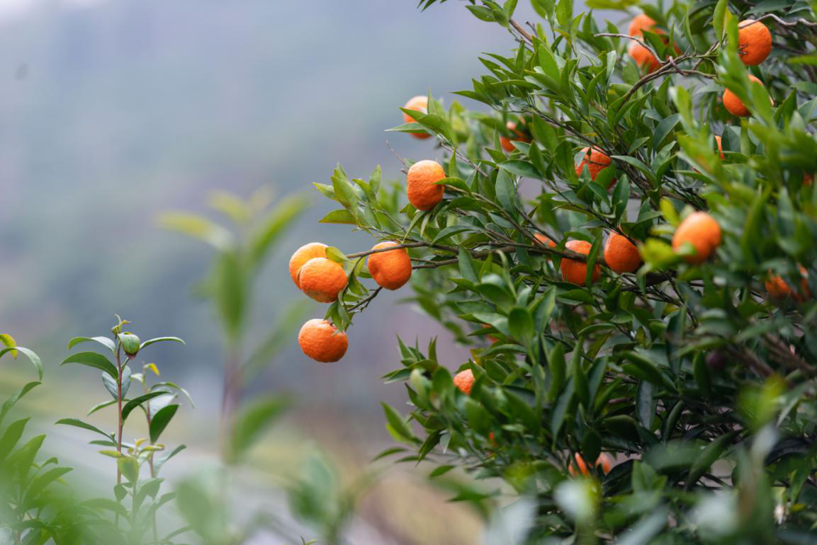 茶树周边的橘子树