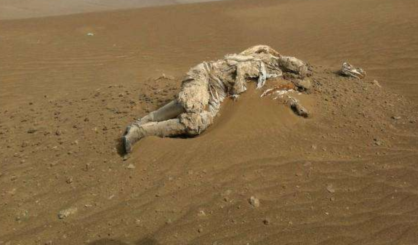 一支六万人的军队离奇消失上千年后竟在茫茫沙漠中被发现