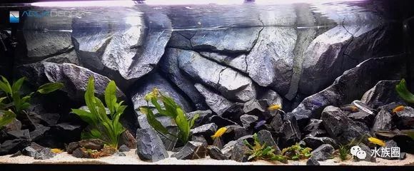 孔雀鱼鱼缸造景视频_水草鱼缸造景教程视频_鱼缸造景超长视频