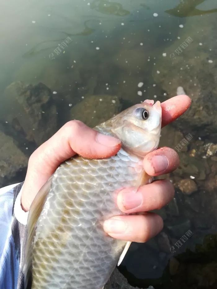 感恩节开局几张图内容全靠编之冬季如何钓