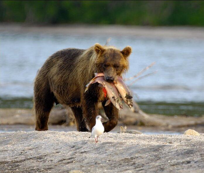 棕熊嘴叼两条鱼从河边款款离去,它是自然界看似温顺的强者