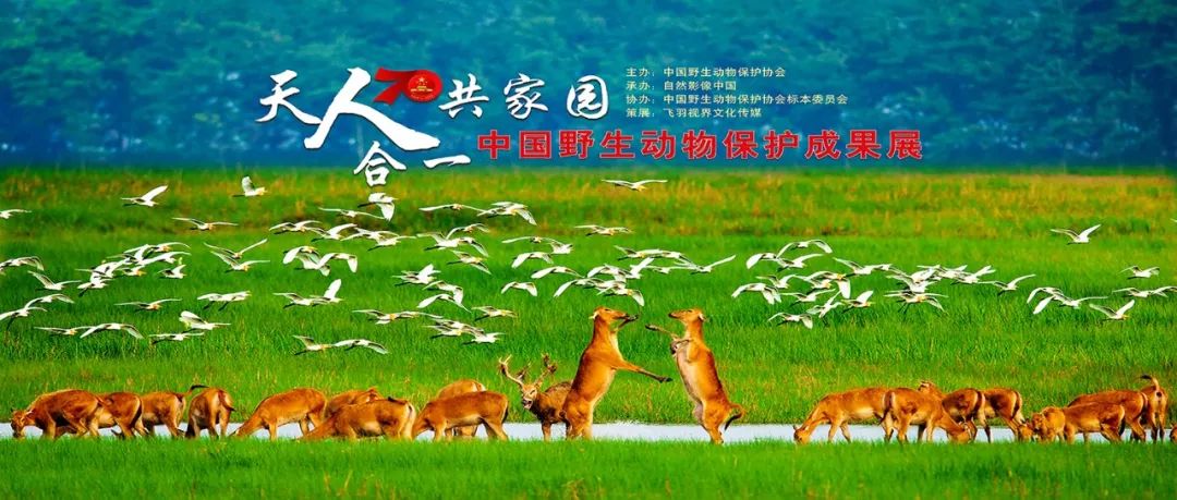 天人合一共家園中國野生動物保護成果展