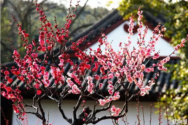 院见生活梅花傲霜雪凌寒香满院