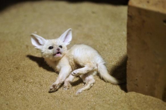 这真的不是天使吗 超可爱耳廓狐宝宝萌照欣赏 日本